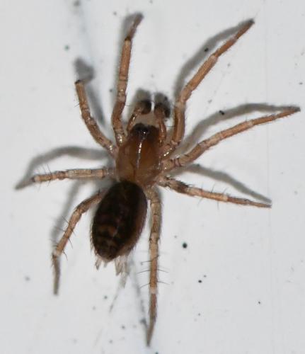 Cryphoeca silvicola